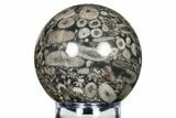 Fossil Crinoid Stems In Limestone Sphere #279663-1